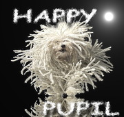 Курсы  Happy*Pupil